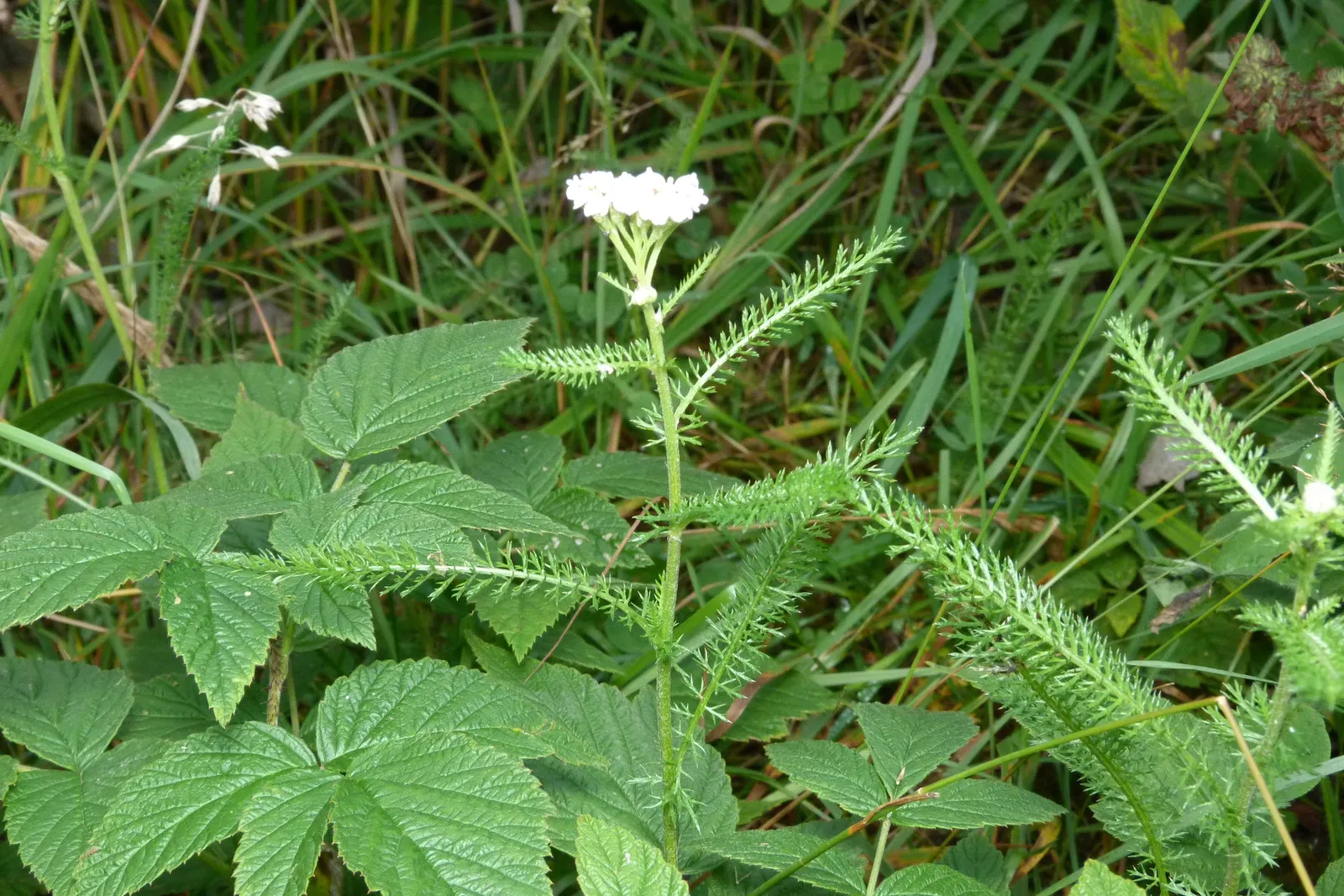Yarrow (Achillea X Taygetea) — from cottage gardens to more formal borders