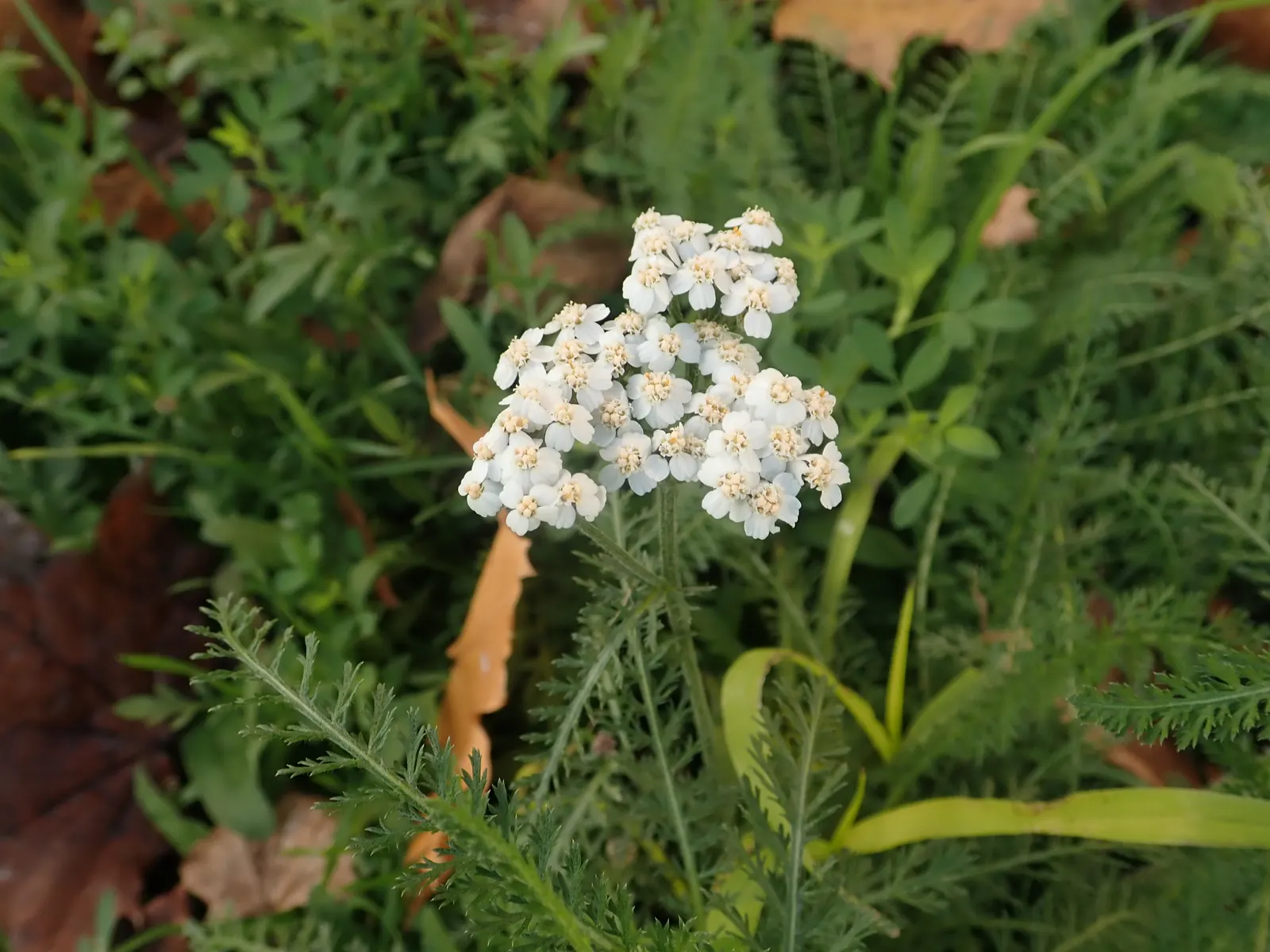 Yarrow (Achillea X Taygetea) — yellow flowers in the garden