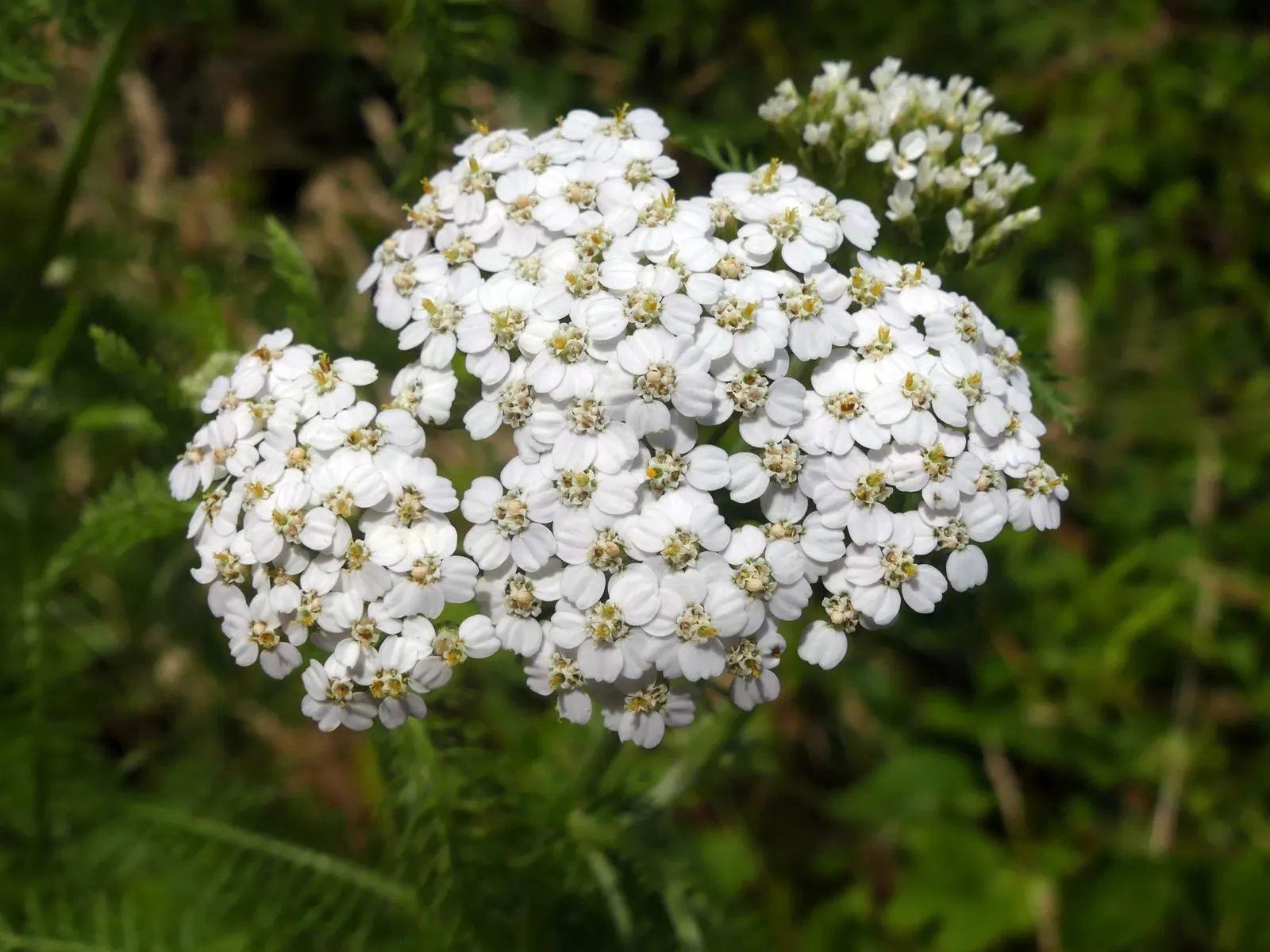 Yarrow (Achillea X Taygetea) — and it works exceptionally well in wildflower meadows or as a filler in mixed beds