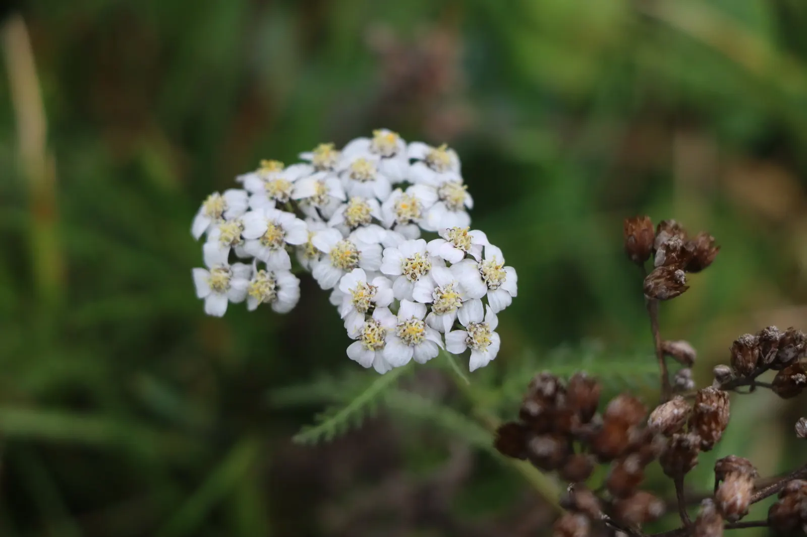 Yarrow (Achillea X Taygetea) — though well-drained soil is ideal; which heightens the ecological value of a garden, image 71