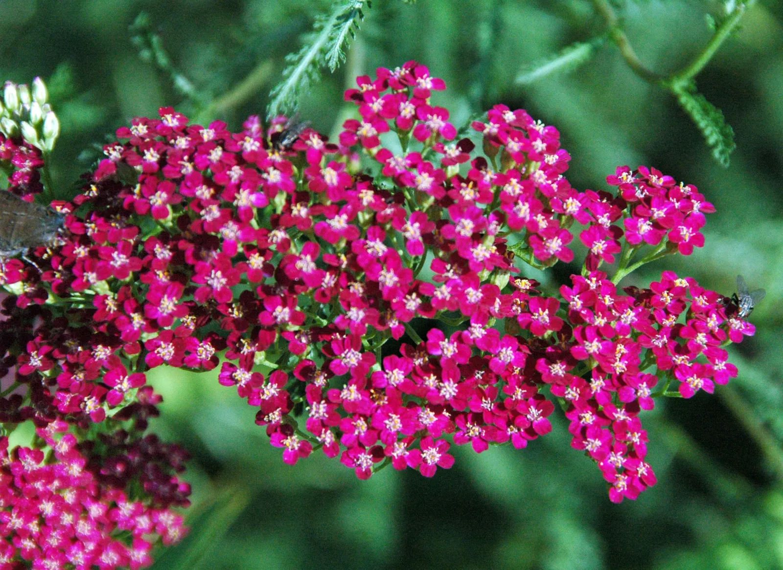 Yarrow (Achillea X Taygetea) — which heightens the ecological value of a garden