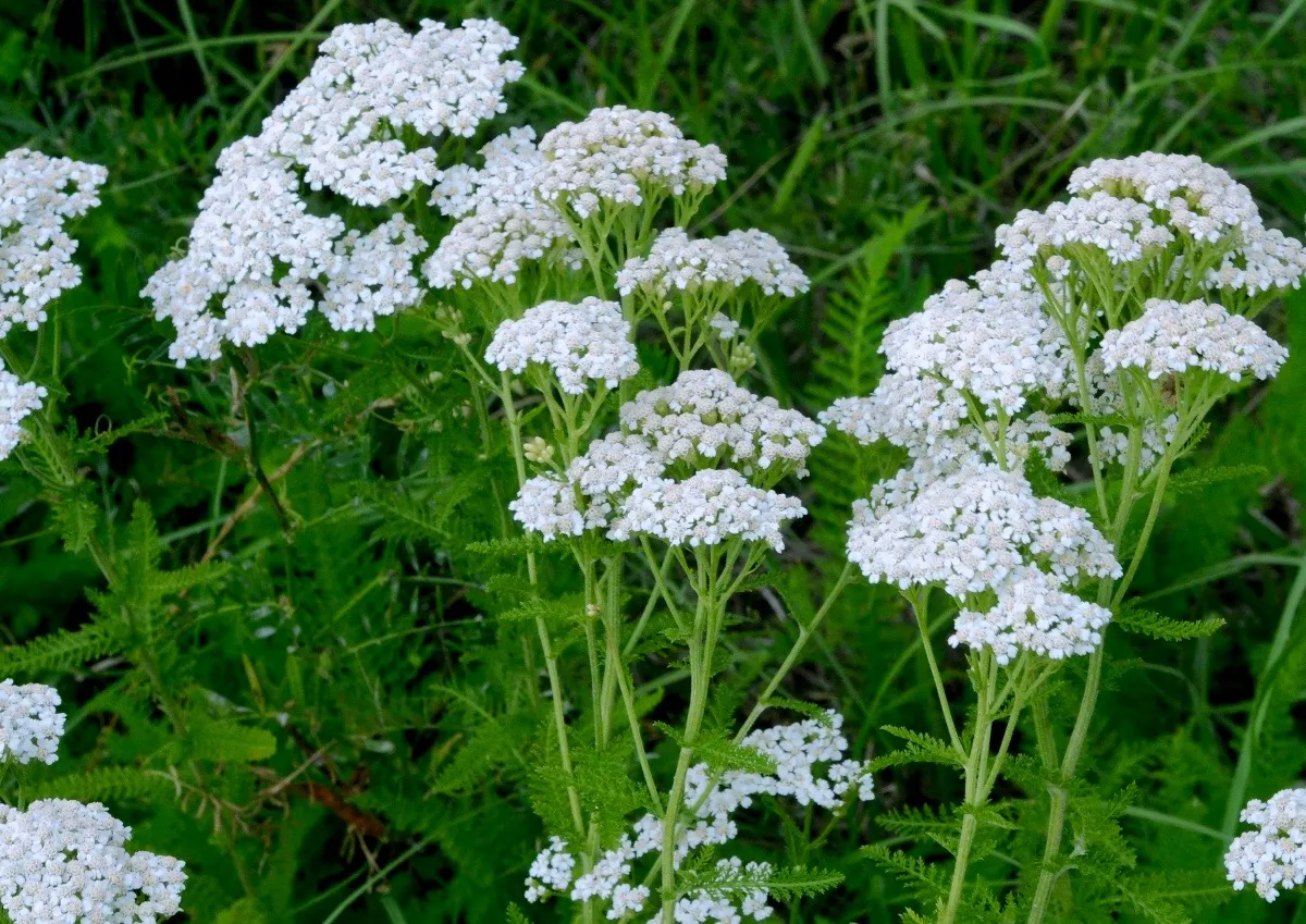 Yarrow (Achillea X Taygetea) — daisy-like flowers in shades of pink