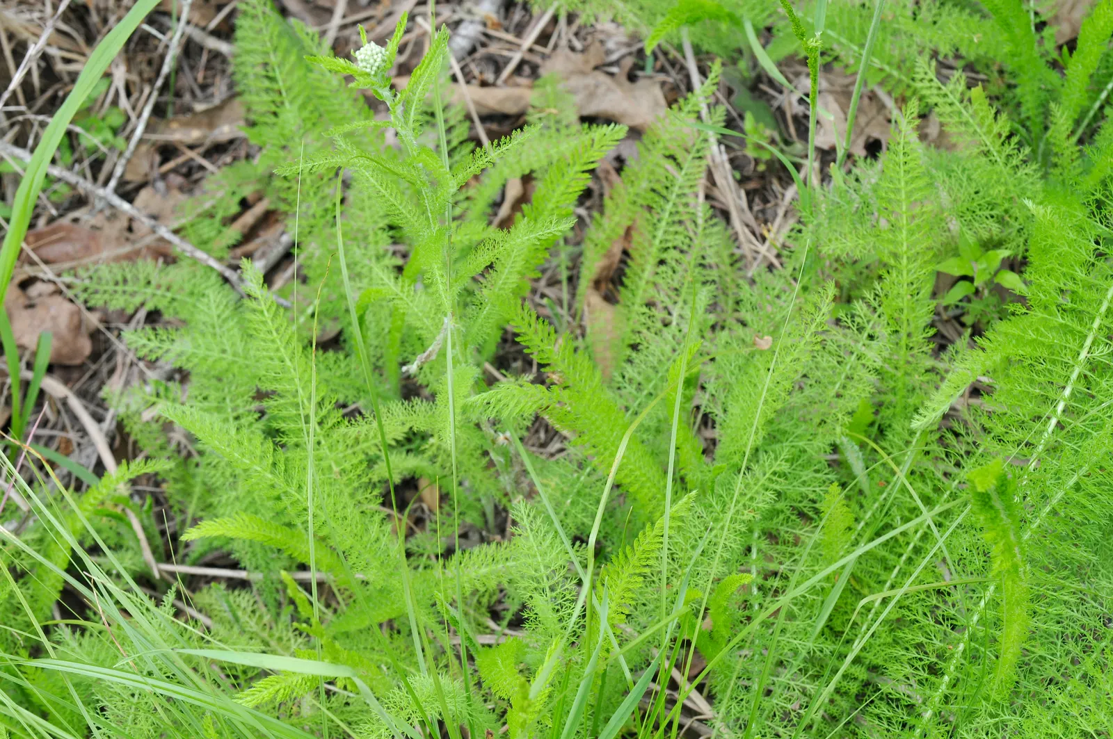Yarrow (Achillea X Taygetea) — Attracts pollinators and resists deer