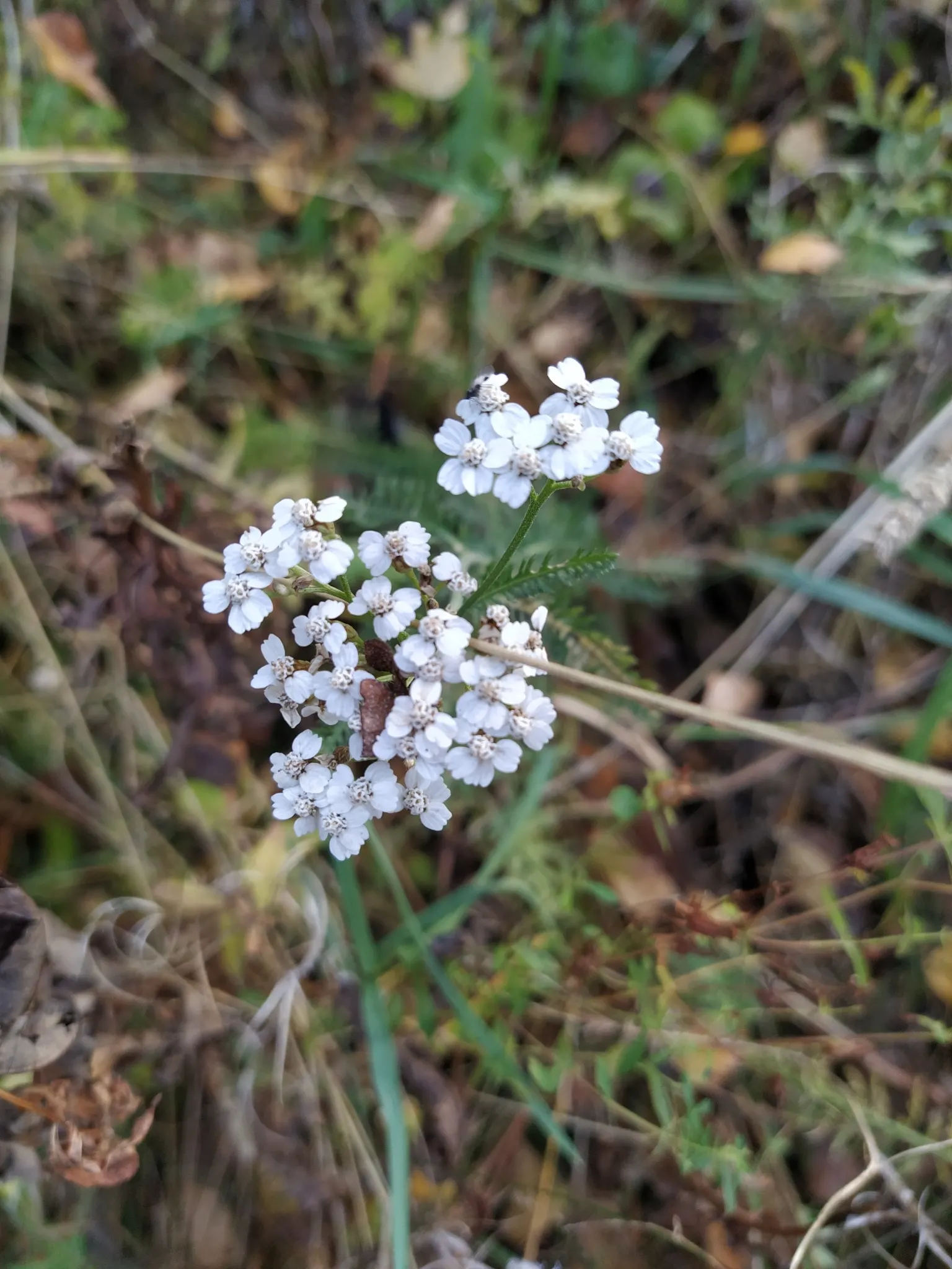 Yarrow (Achillea X Taygetea) — from cottage gardens to more formal borders; and it works exceptionally well in wildflower meadows or as a filler in, image 80