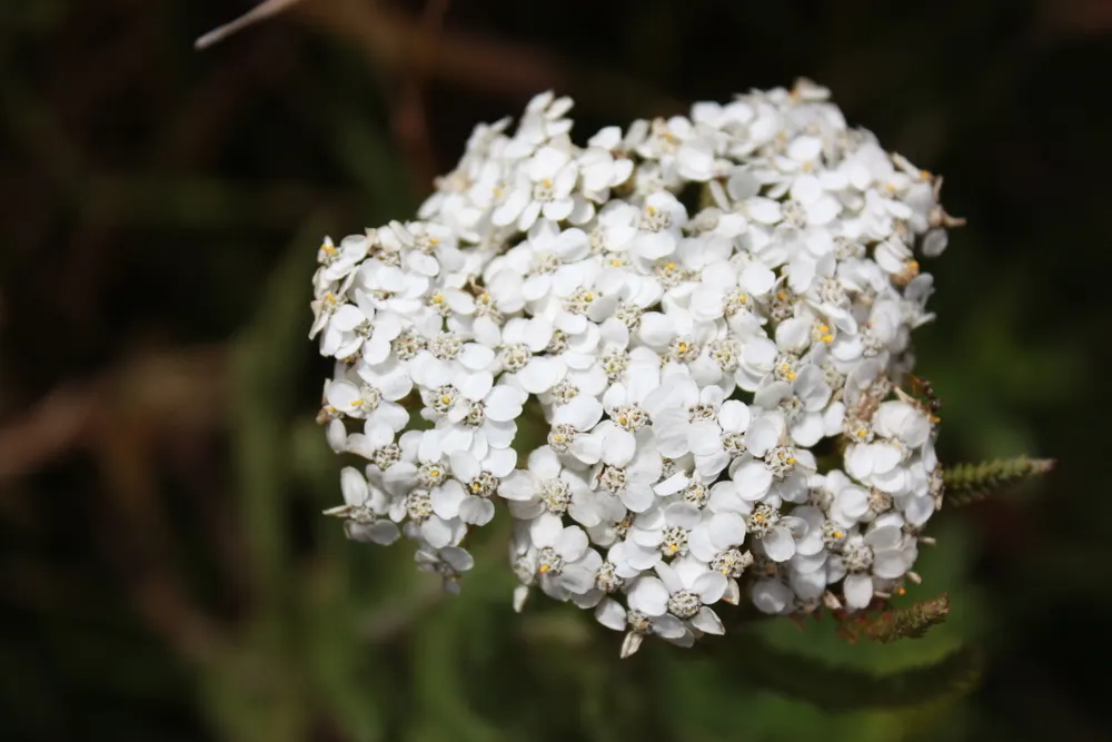 Yarrow (Achillea X Taygetea) — perennial for full