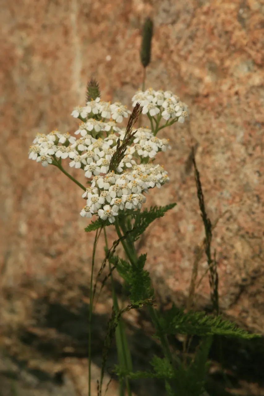 Yarrow (Achillea X Taygetea) — Ideal for borders, rock gardens, and as a ground cover