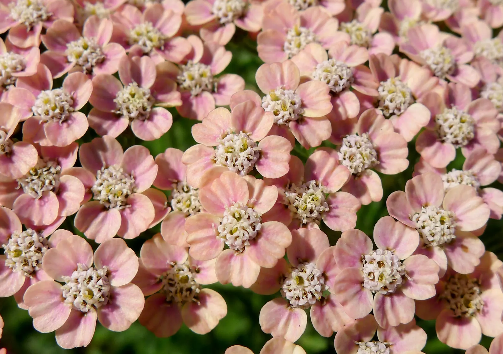 Yarrow (Achillea X Taygetea) — scientifically known as Achillea x taygetea