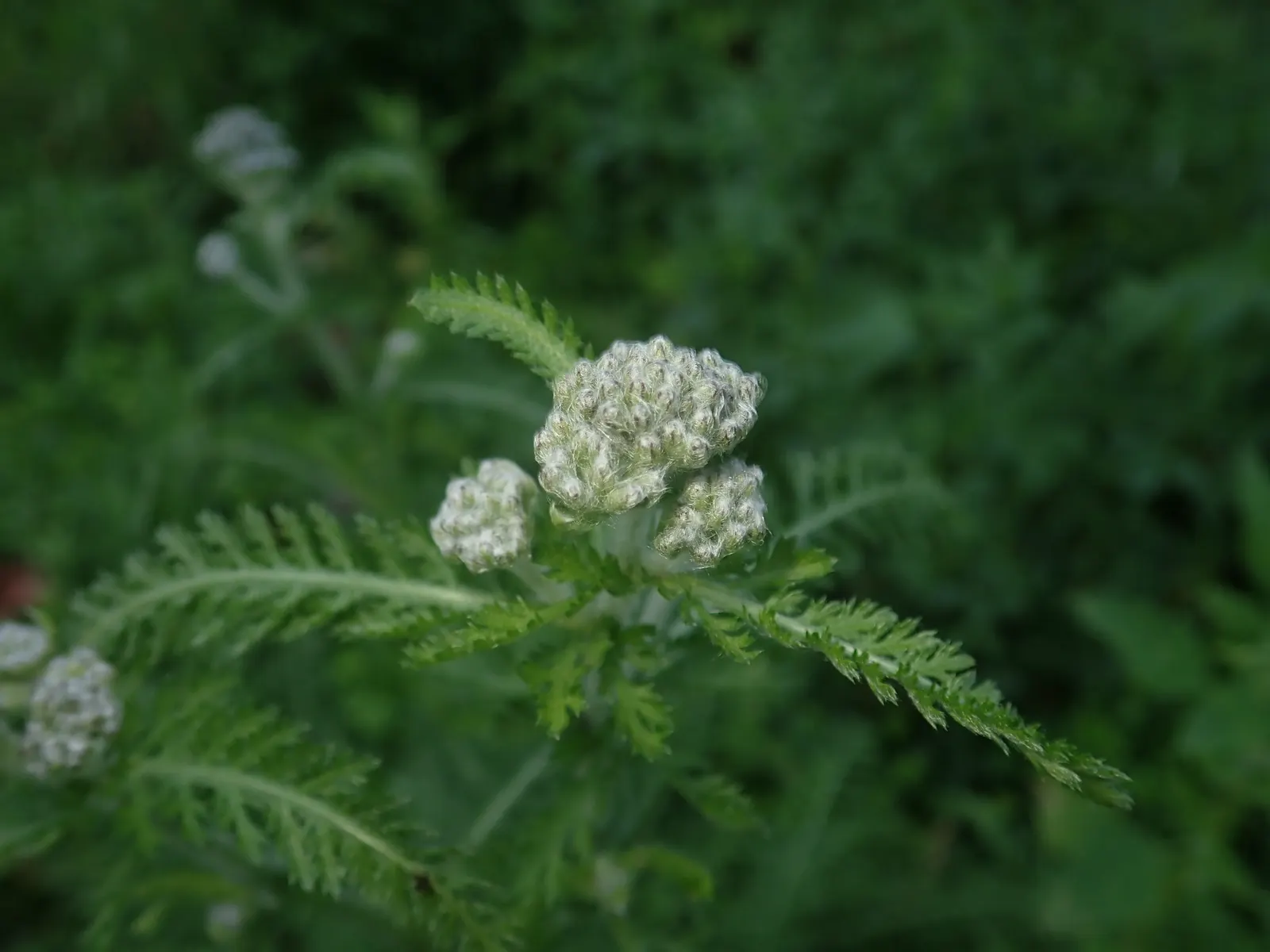 Yarrow (Achillea X Taygetea) — they leave behind interesting seed heads that provide winter interest; thrives in full sun and well-drained soil, image 77