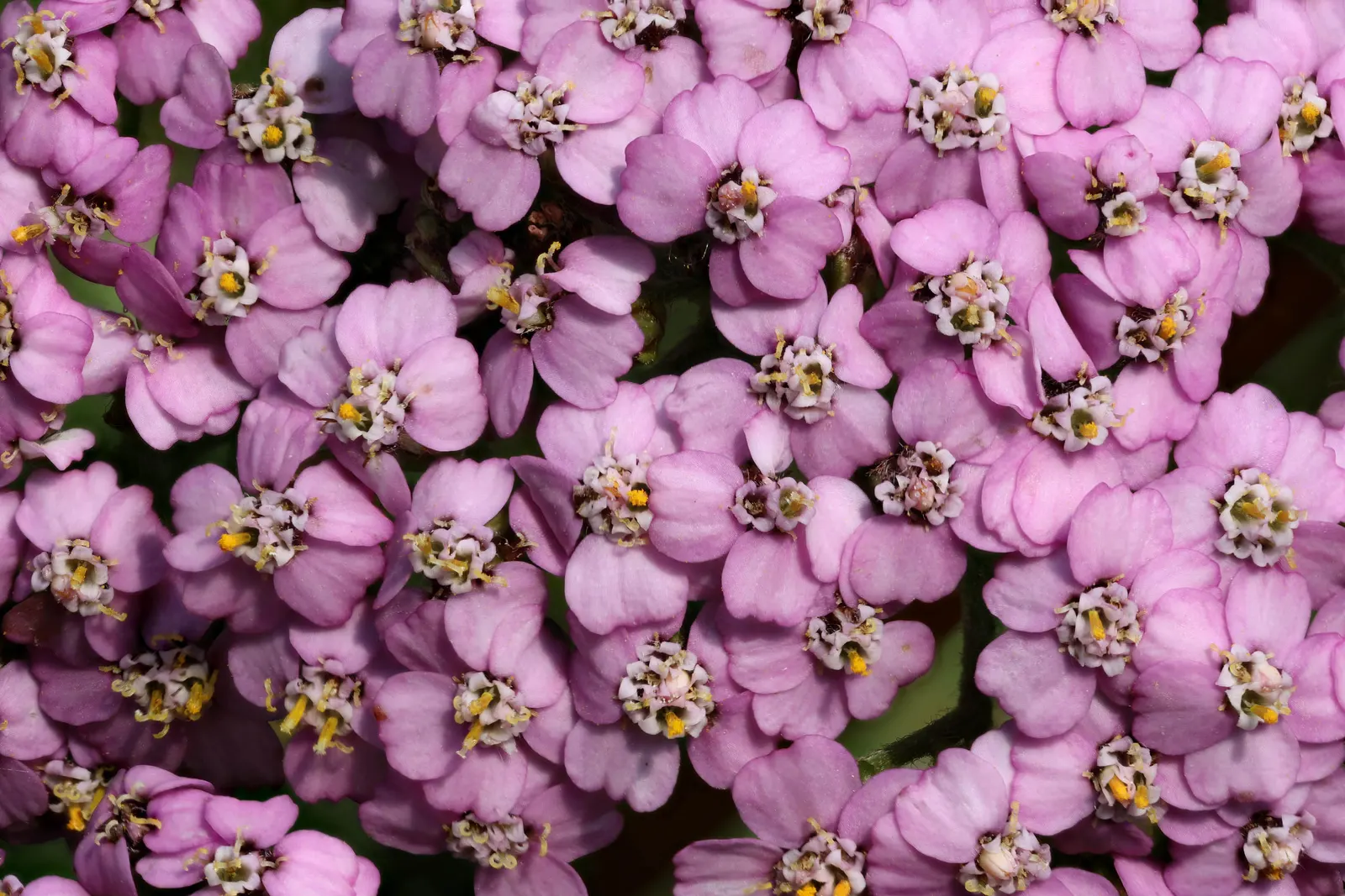 Yarrow (Achillea X Taygetea) — These blooms can vary in hue from white to pink; which heightens the ecological value of a garden, image 95