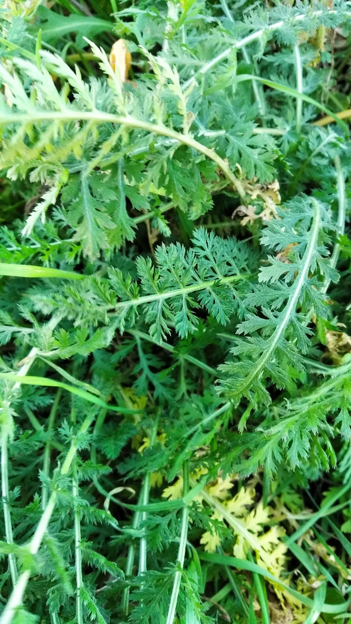 Yarrow (Achillea X Taygetea) — which heightens the ecological value of a garden; these blooms can vary in hue from white to pink, image 74