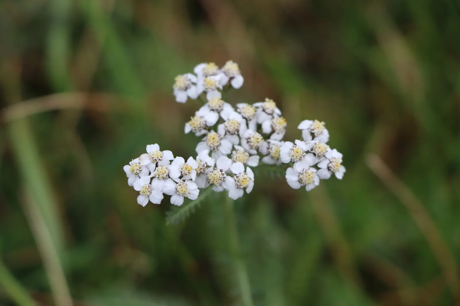 Yarrow (Achillea X Taygetea) — daisy-like flowers in shades of pink; these blooms can vary in hue from white to pink