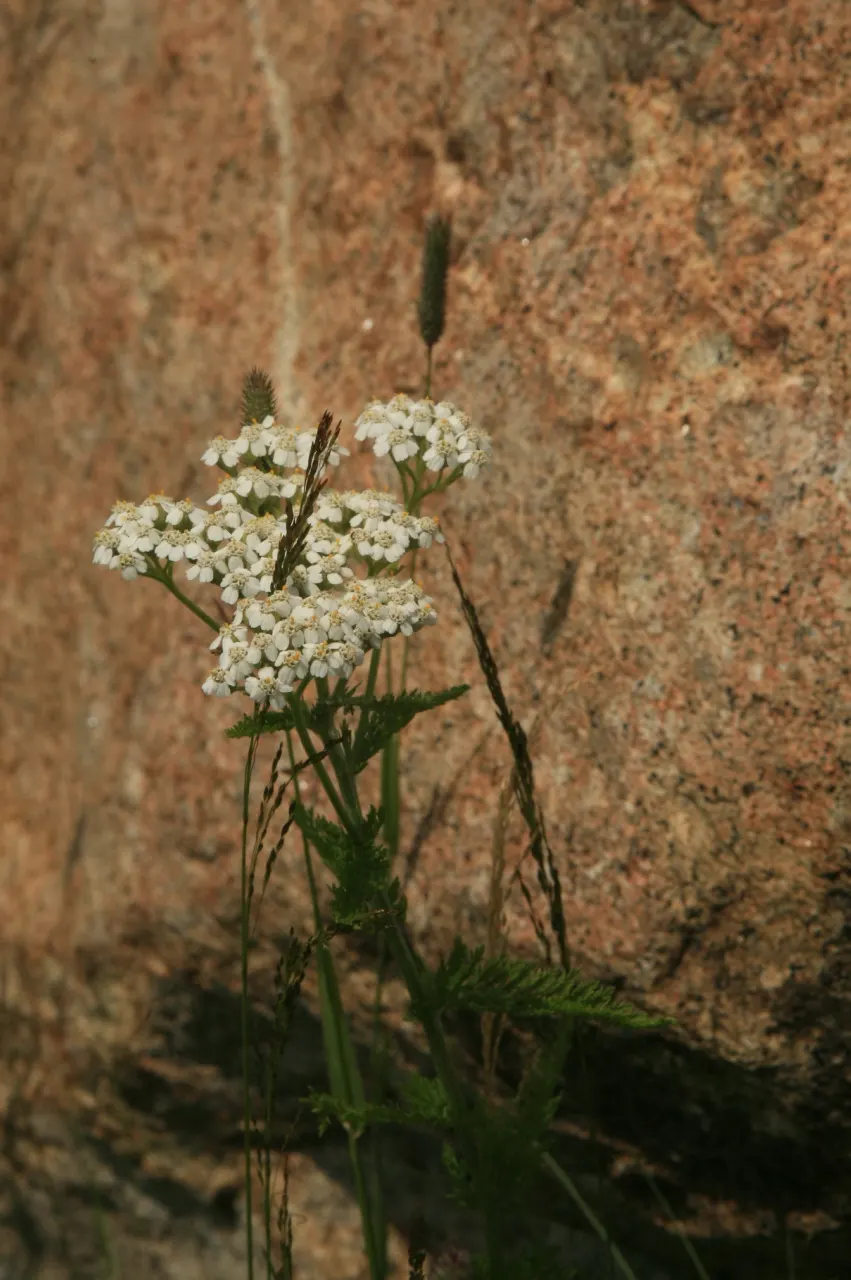 Yarrow (Achillea X Taygetea) — daisy-like flowers in shades of pink; these blooms can vary in hue from white to pink, image 86