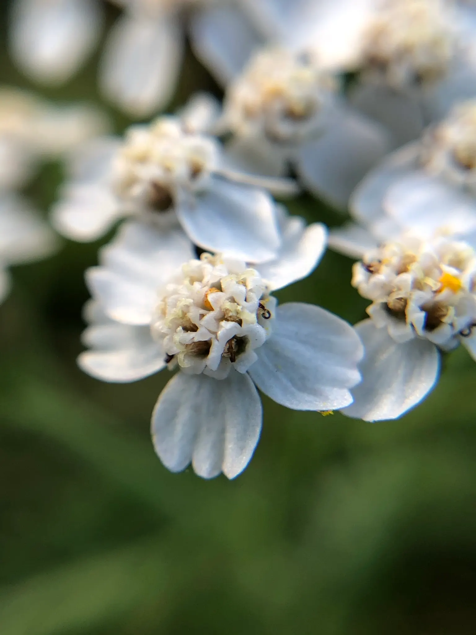 Yarrow (Achillea X Taygetea) — and when the vibrant flowers finish their display; and it works exceptionally well in wildflower meadows or as a, image 76