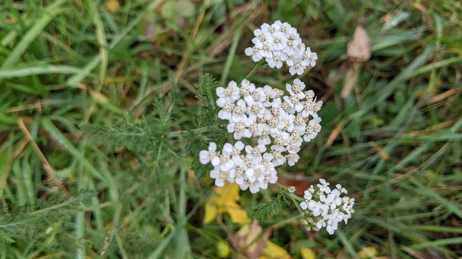 Yarrow (Achillea X Taygetea) — perennial with yellow blooms; which heightens the ecological value of a garden, image 83