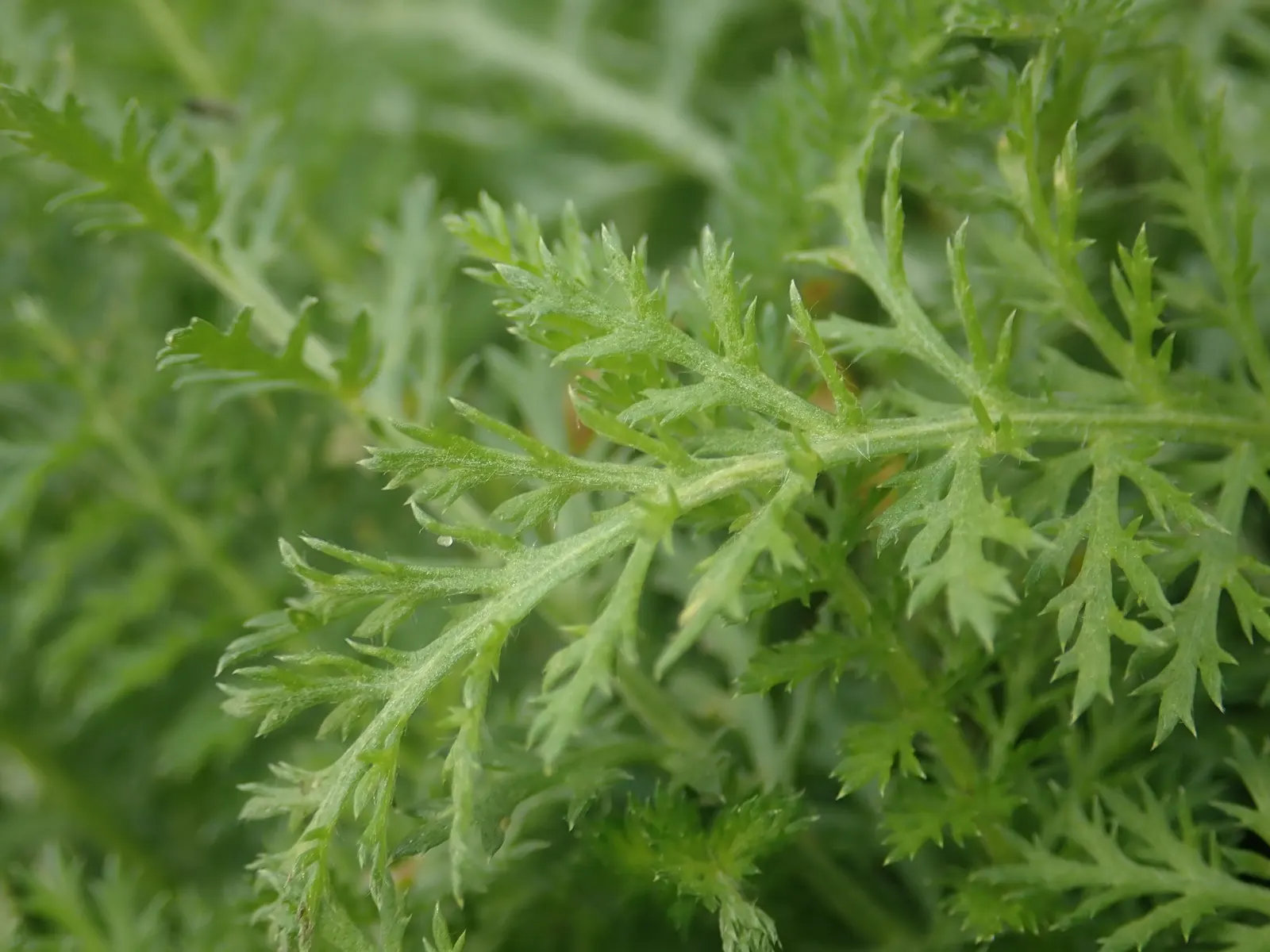 Yarrow (Achillea X Taygetea) — Its sturdy stems resist wind; which heightens the ecological value of a garden, image 75