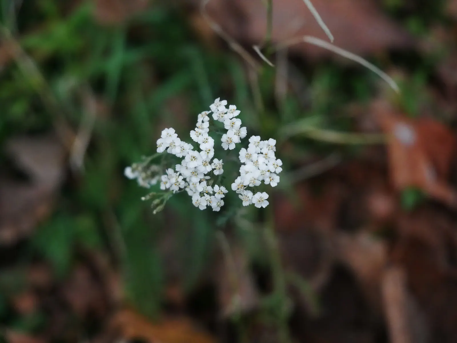 Yarrow (Achillea X Taygetea) — Achillea x taygetea can be incorporated into a variety of design themes; which heightens the ecological value of a, image 79
