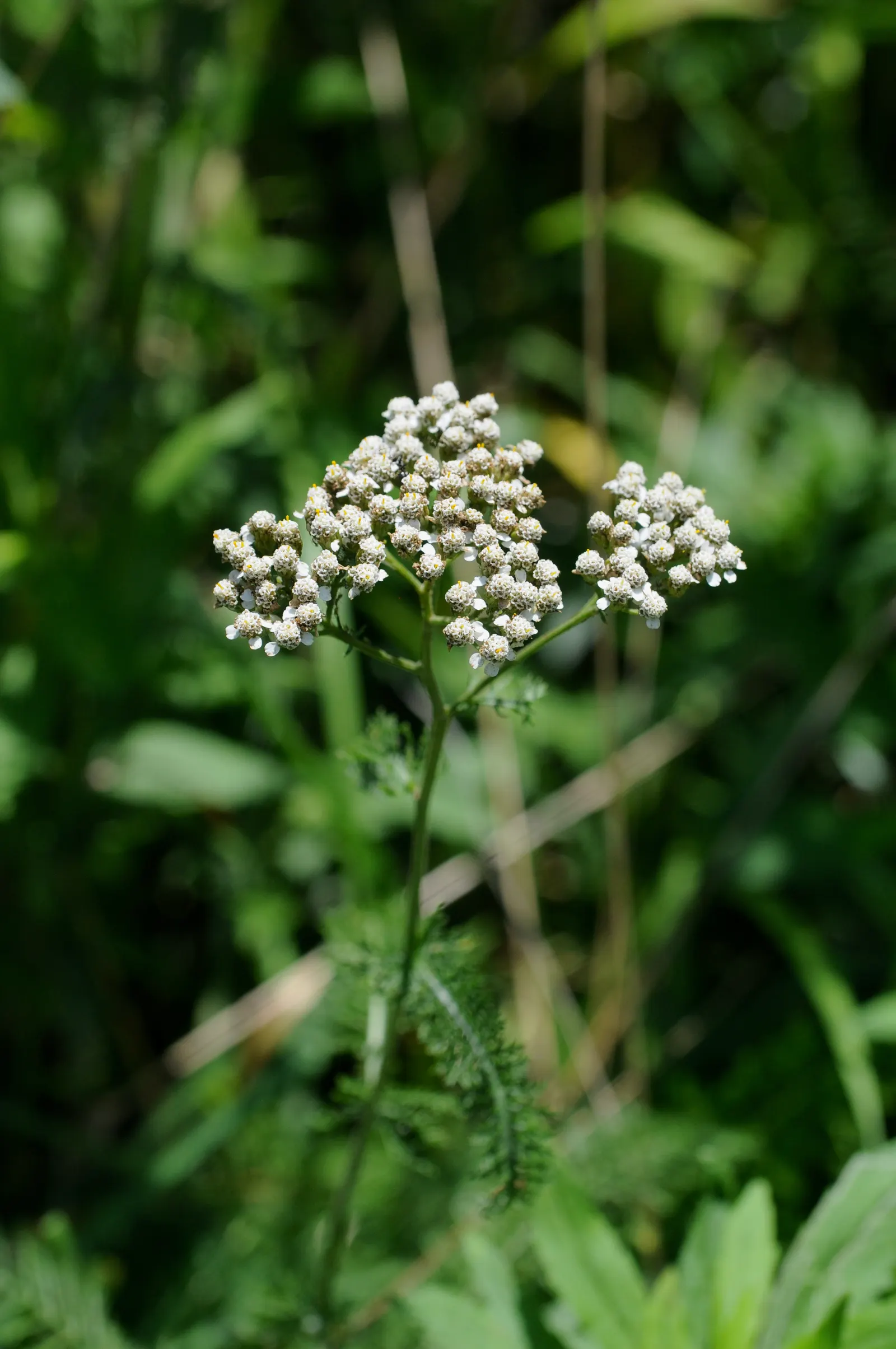 Yarrow (Achillea X Taygetea) — and it can tolerate drought; and it works exceptionally well in wildflower meadows or as a filler in mixed beds, image 72