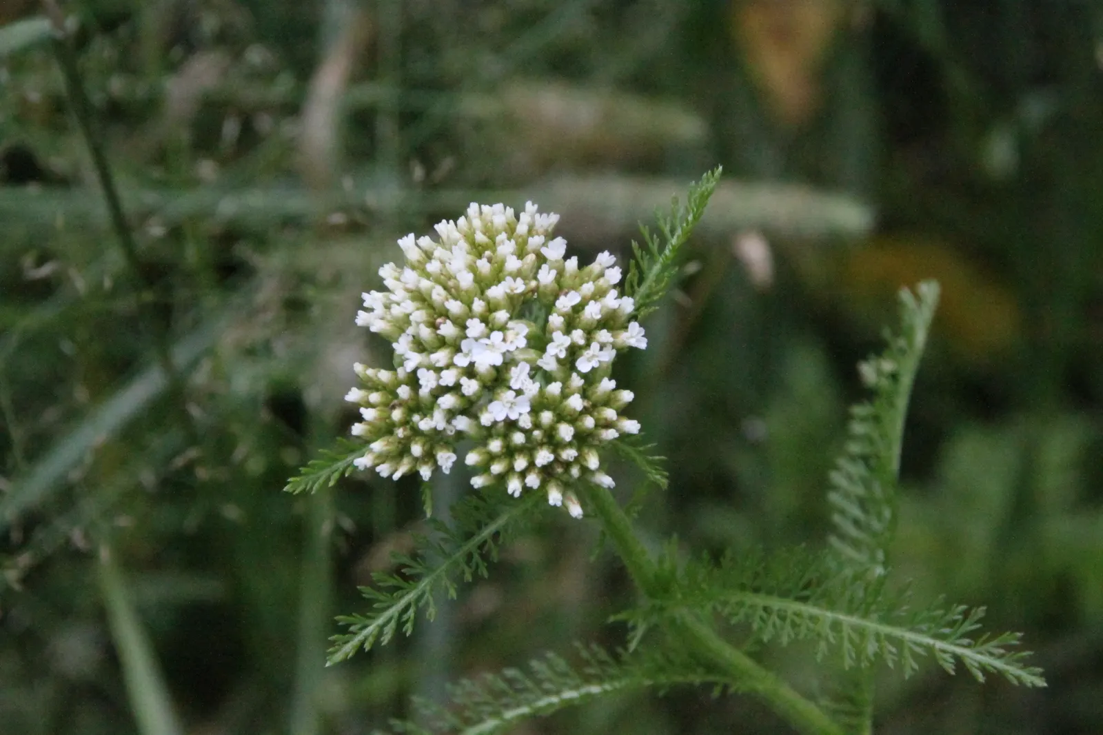 Yarrow (Achillea X Taygetea) — Blooms from early summer to fall; which heightens the ecological value of a garden, image 87