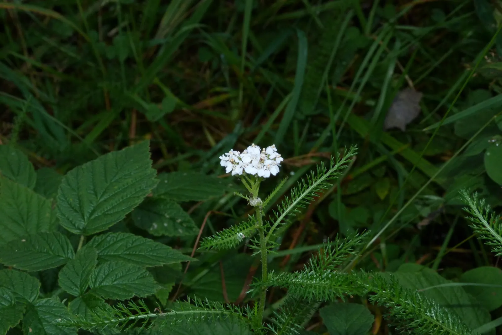 Yarrow (Achillea X Taygetea) — Yarrow (Achillea x taygetea) is a perennial herb prized for its hardiness and resilience; thrives in full sun and, image 85