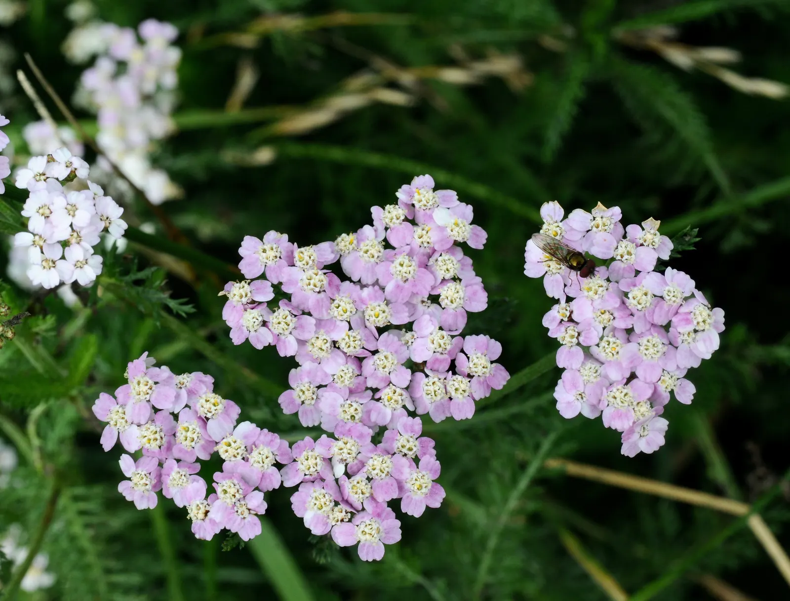Yarrow (Achillea X Taygetea) — though well-drained soil is ideal