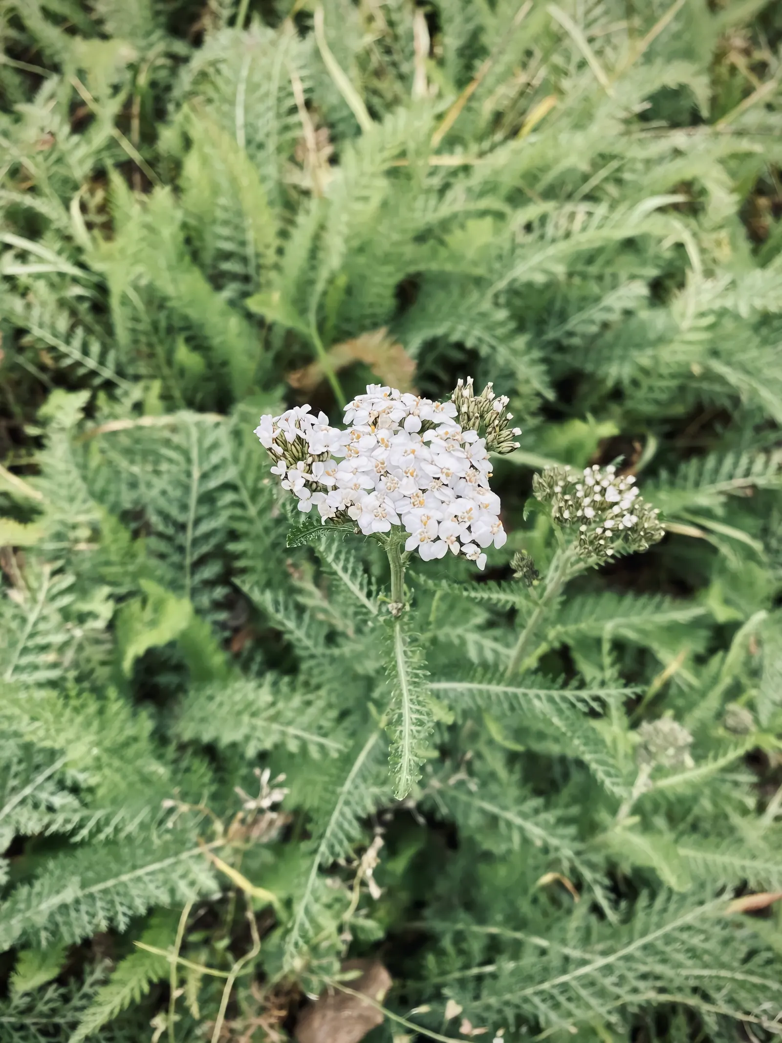 Yarrow (Achillea X Taygetea) — It is not fussy about soil conditions; these blooms can vary in hue from white to pink, image 70