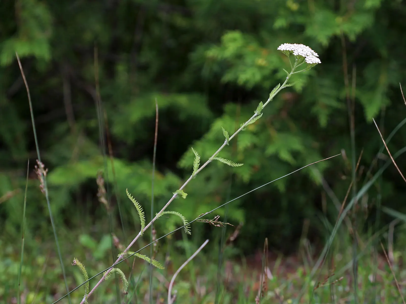 Yarrow (Achillea X Taygetea) — yellow flowers in the garden; these blooms can vary in hue from white to pink, image 82