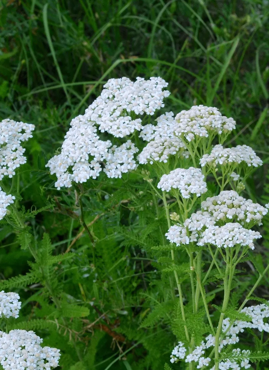 Yarrow (Achillea X Taygetea) — Easy to propagate by division in spring or fall; these blooms can vary in hue from white to pink, image 78