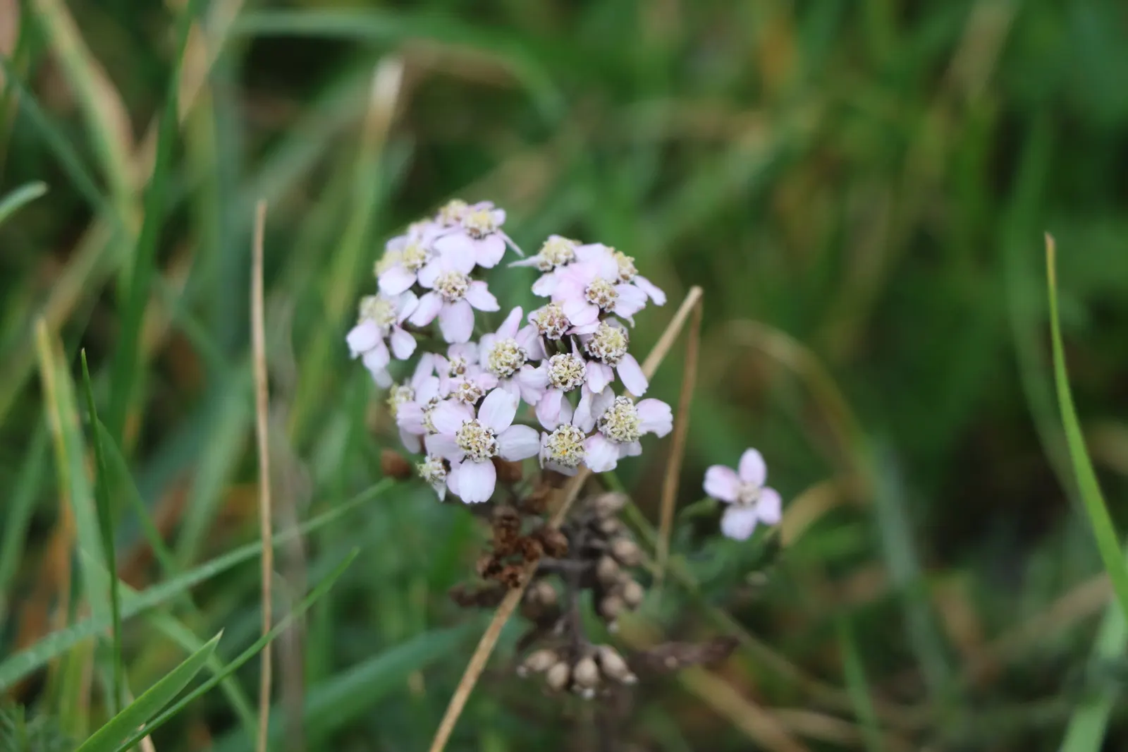 Yarrow (Achillea X Taygetea) — Attracts pollinators and resists deer; these blooms can vary in hue from white to pink, image 90