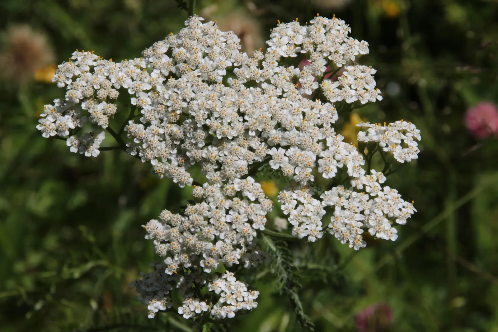 Yarrow (Achillea X Taygetea) — and it works exceptionally well in wildflower meadows or as a filler in mixed beds; thrives in full sun and, image 81