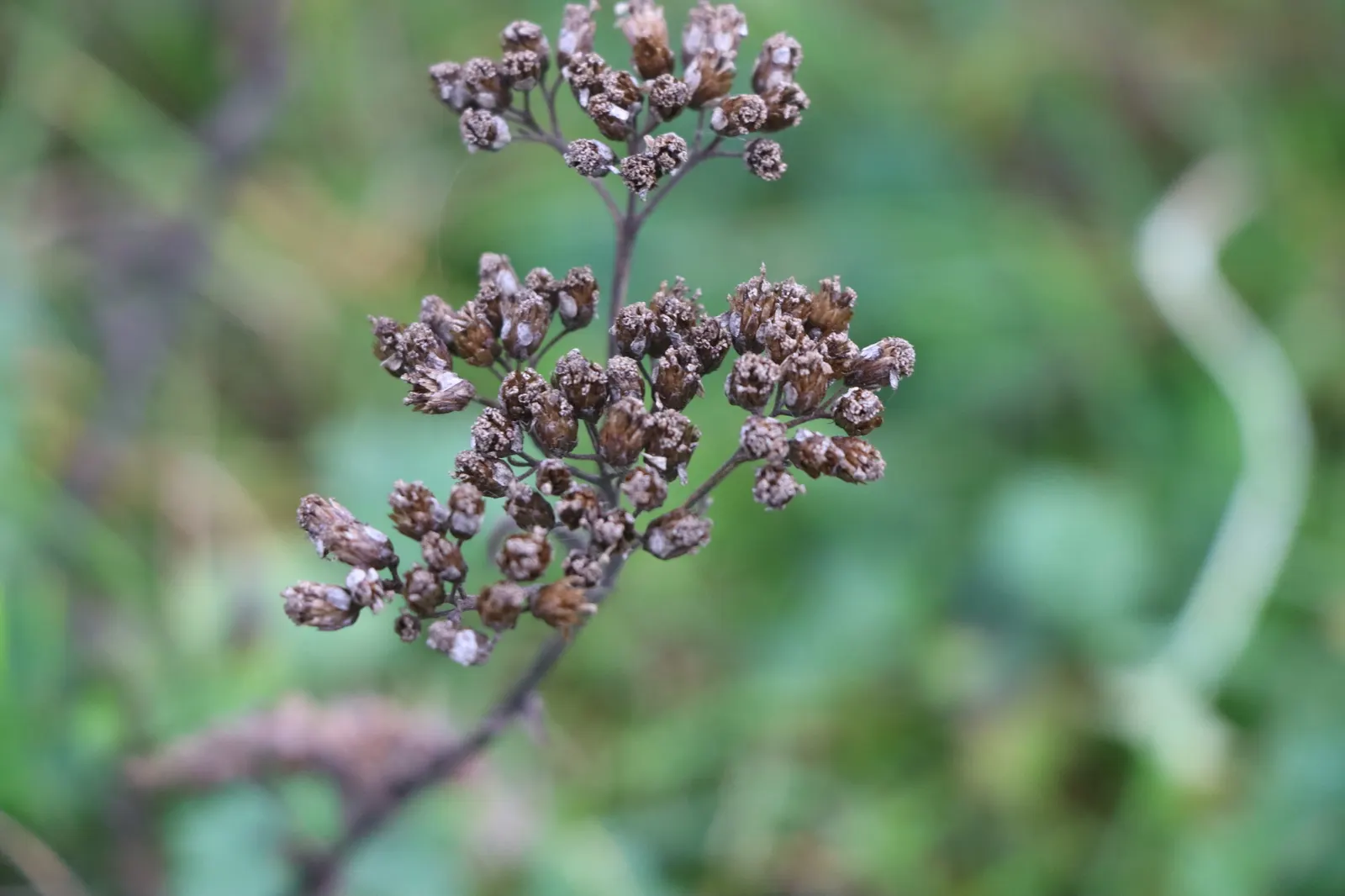 Yarrow (Achillea X Taygetea) — perennial for full; and it works exceptionally well in wildflower meadows or as a filler in mixed beds, image 84