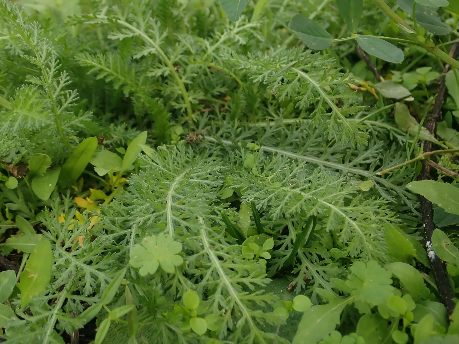 Yarrow (Achillea X Taygetea) — Thrives in full sun and well-drained soil; drought-tolerant once established; and it works exceptionally well in, image 88