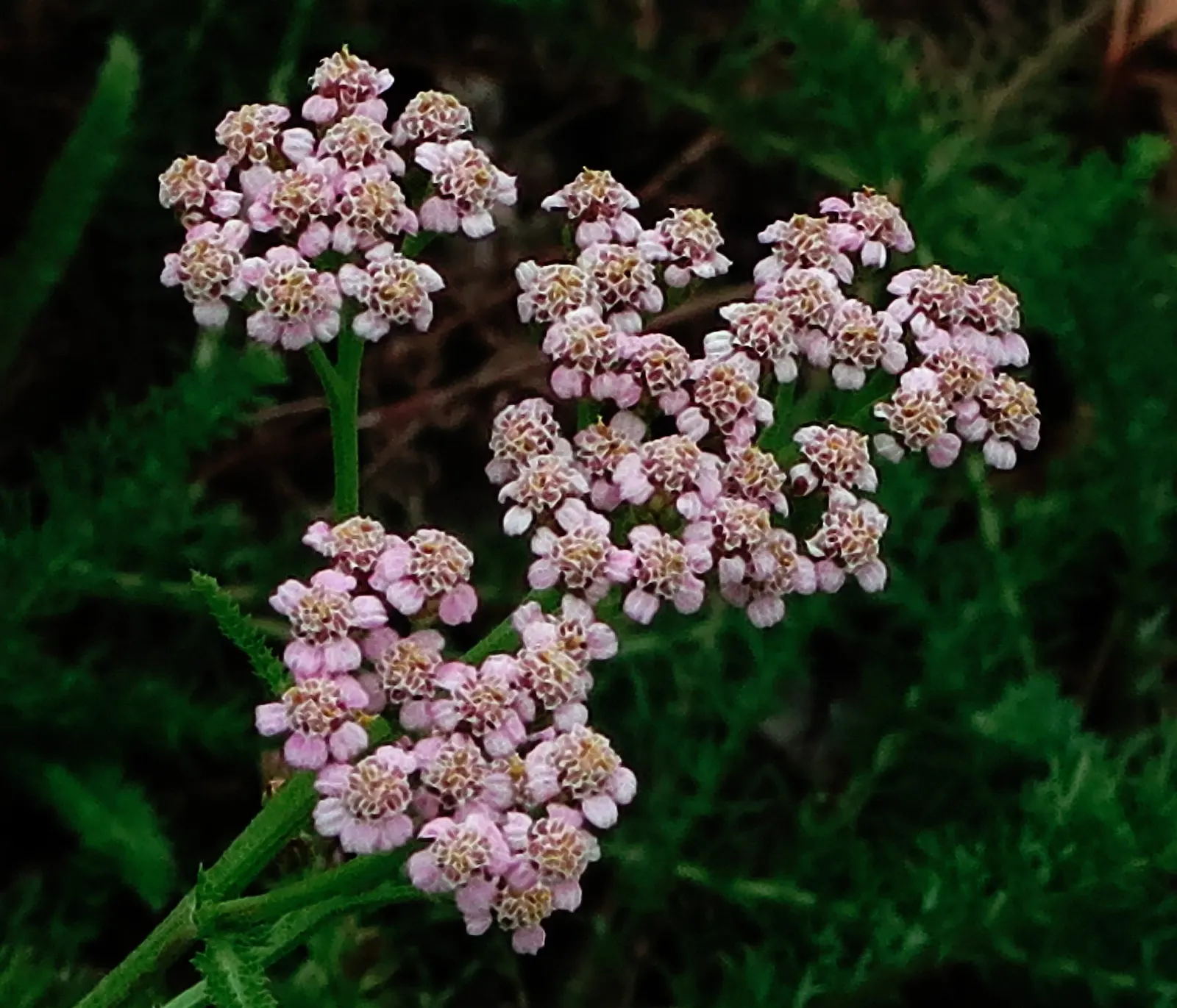 Yarrow (Achillea X Taygetea) — textured look with its finely dissected leaves and flat-topped clusters of flowers; these blooms can vary in hue, image 66