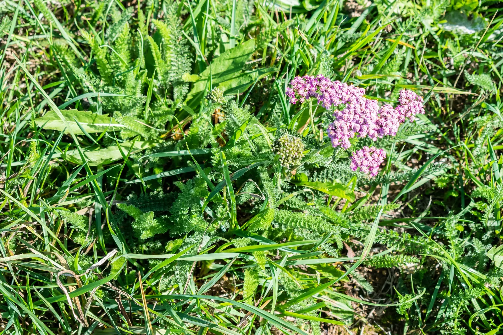 Yarrow (Achillea X Taygetea) — Ideal for borders, rock gardens, and as a ground cover; thrives in full sun and well-drained soil; drought-tolerant, image 89