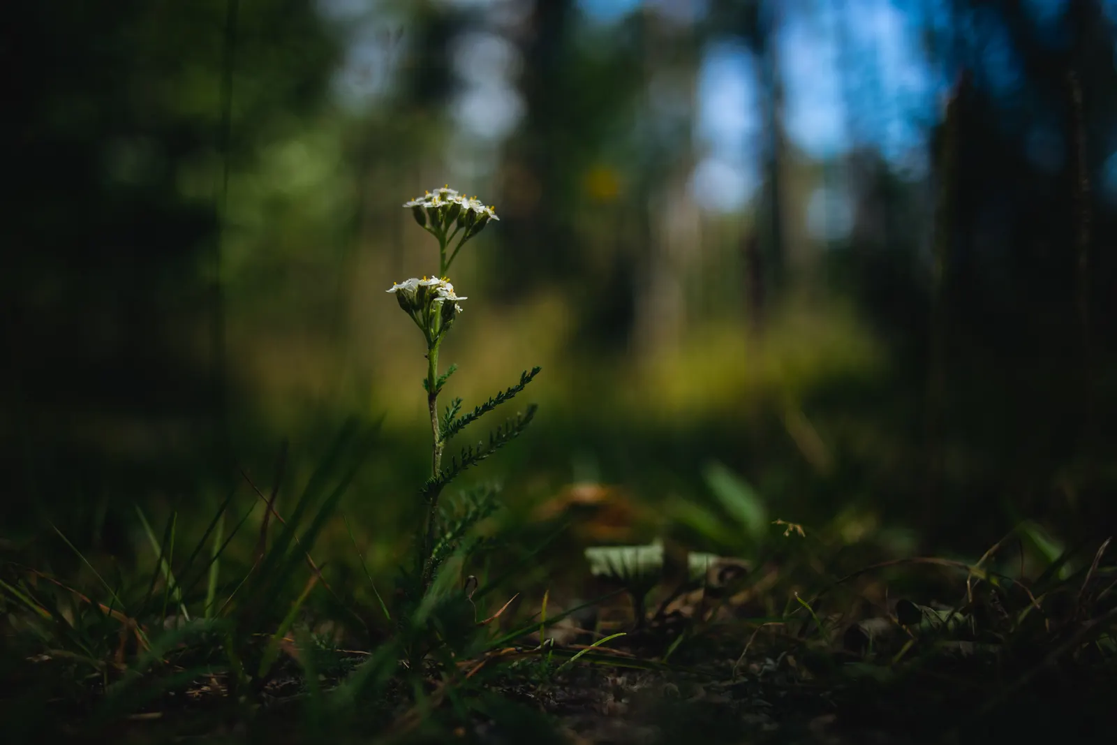 Yarrow (Achillea X Taygetea) — and it can tolerate drought