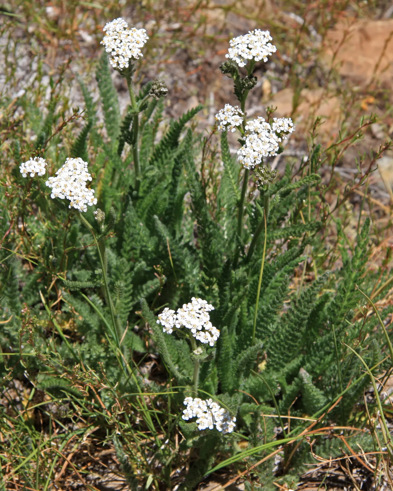 Yarrow (Achillea X Taygetea) — Yarrow (Achillea x taygetea) is a perennial herb prized for its hardiness and resilience