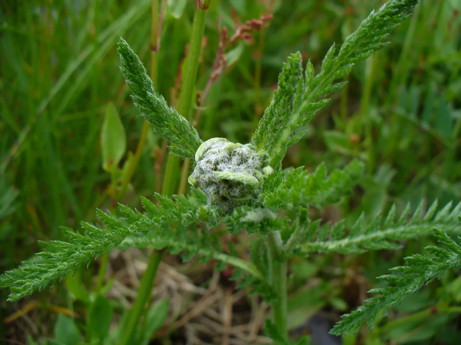 Yarrow (Achillea X Taygetea) — is a versatile and appealing perennial that offers a host of benefits to any landscape design; and it works, image 92