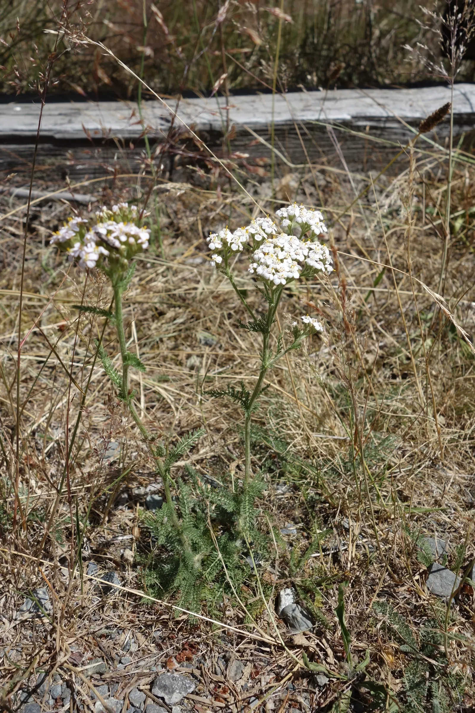 Yarrow (Achillea X Taygetea) — This hardy herbaceous plant typically reaches a height of 2 to 3 feet and spreads about 2 to 3 feet wide; thrives in, image 93