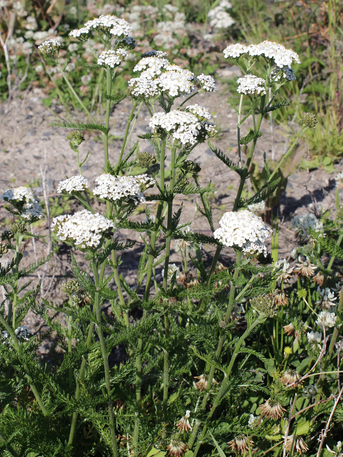 Yarrow (Achillea X Taygetea) — textured look with its finely dissected leaves and flat-topped clusters of flowers; these blooms can vary in hue, image 94