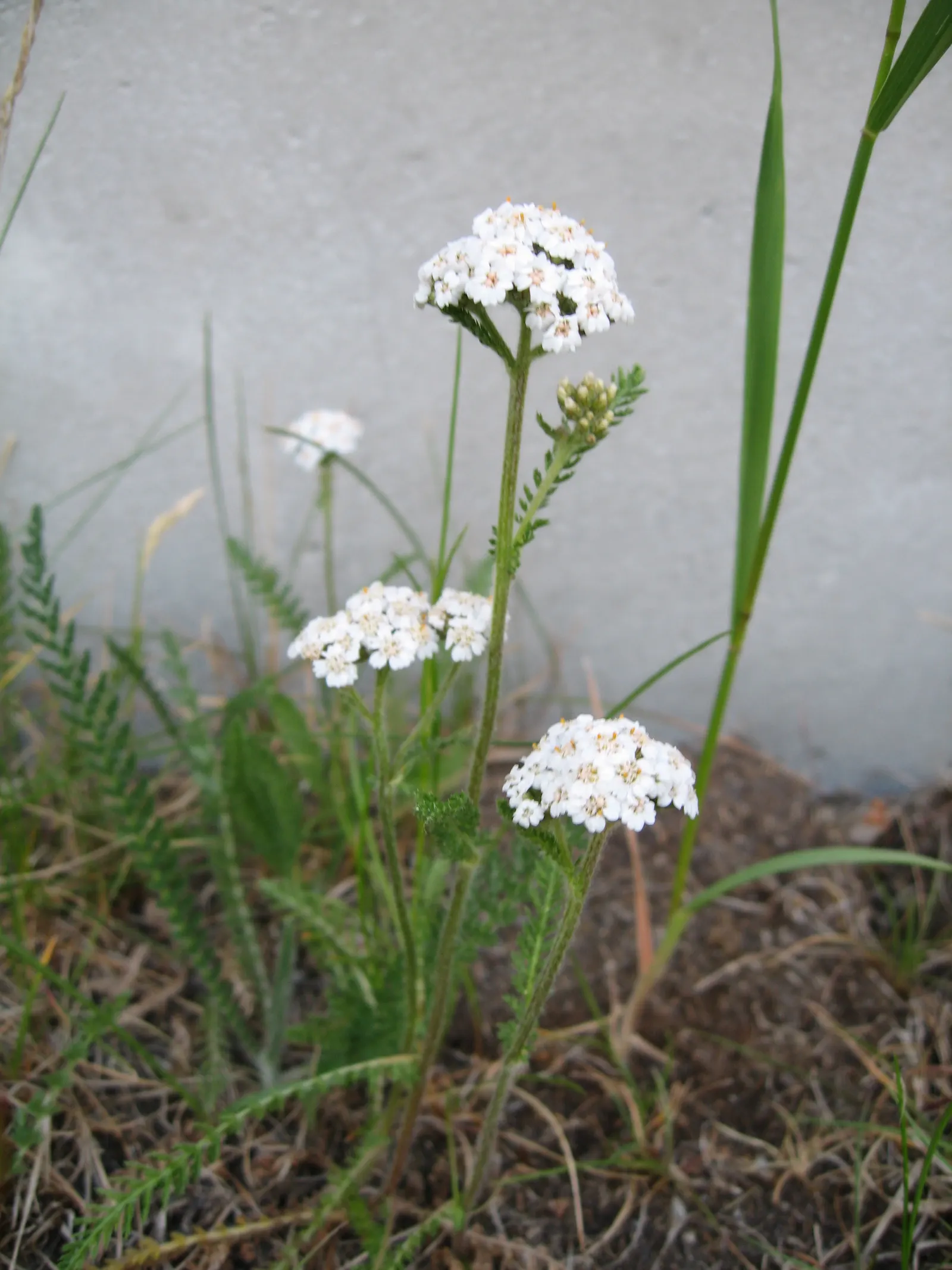 Yarrow (Achillea X Taygetea) — which enables it to produce the richest bloom colors; thrives in full sun and well-drained soil; drought-tolerant once