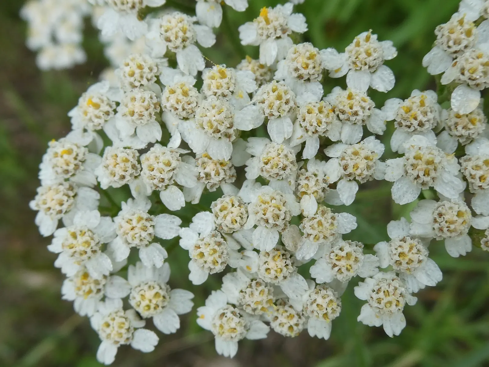 Yarrow (Achillea X Taygetea) — is a versatile and appealing perennial that offers a host of benefits to any landscape design; and it works exceptionally well