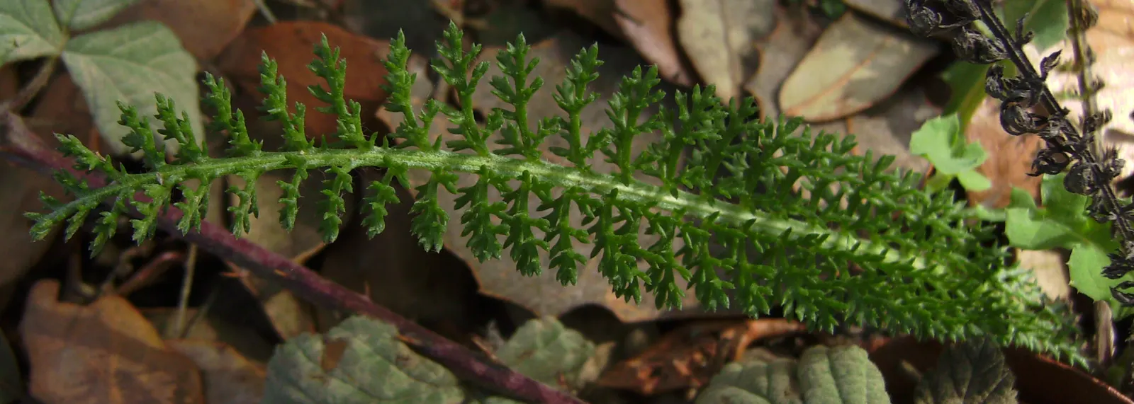 Yarrow (Achillea X Taygetea) — Achillea x taygetea can be incorporated into a variety of design themes
