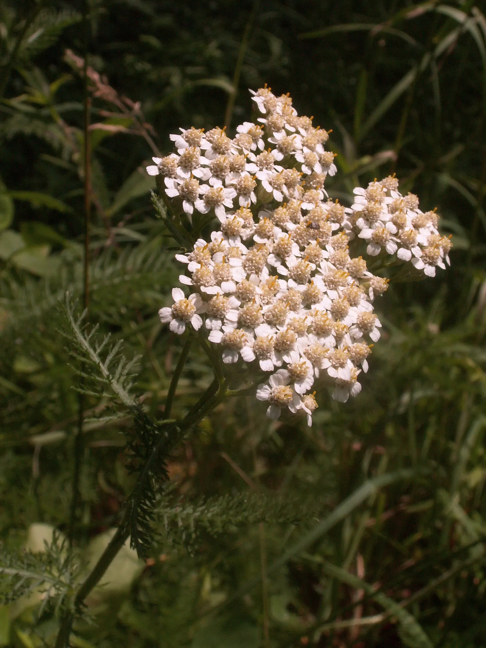 Yarrow (Achillea X Taygetea) — Attracts pollinators and resists deer; these blooms can vary in hue from white to pink
