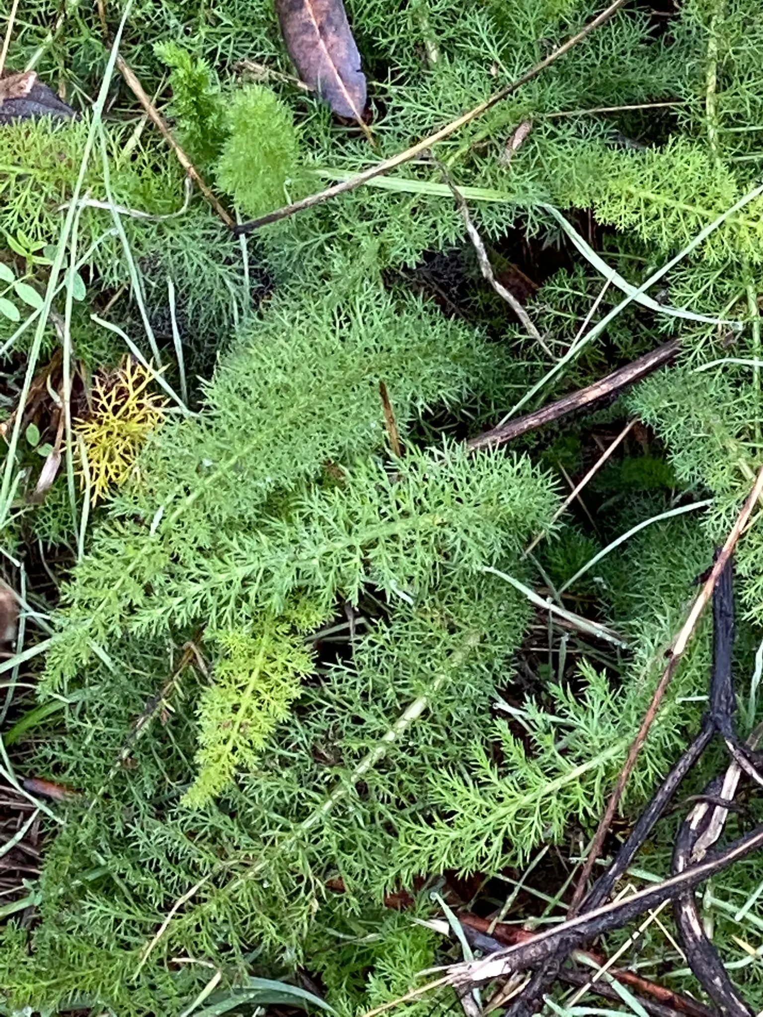 Yarrow (Achillea X Taygetea) — Blooms from early summer to fall; which heightens the ecological value of a garden