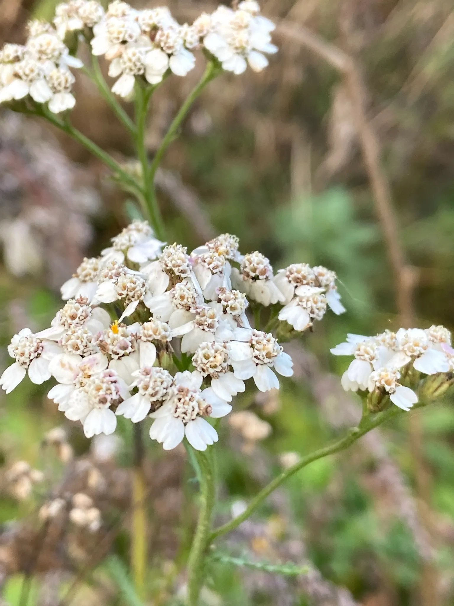Yarrow (Achillea X Taygetea) — introducing a lively splash of color throughout their flowering time; and it works exceptionally well in wildflower meadows or