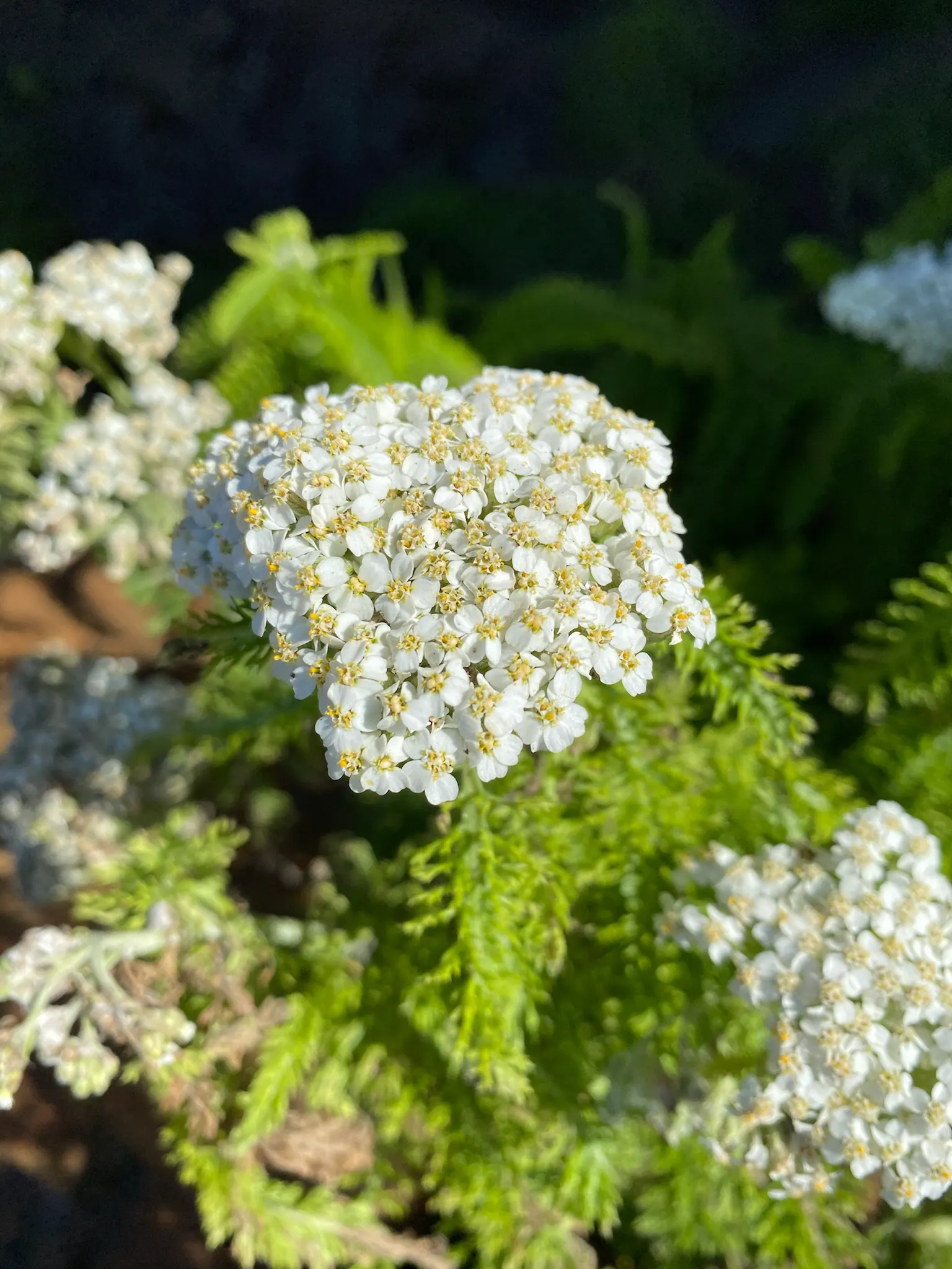 Yarrow (Achillea X Taygetea) — textured look with its finely dissected leaves and flat-topped clusters of flowers; these blooms can vary in hue from white to