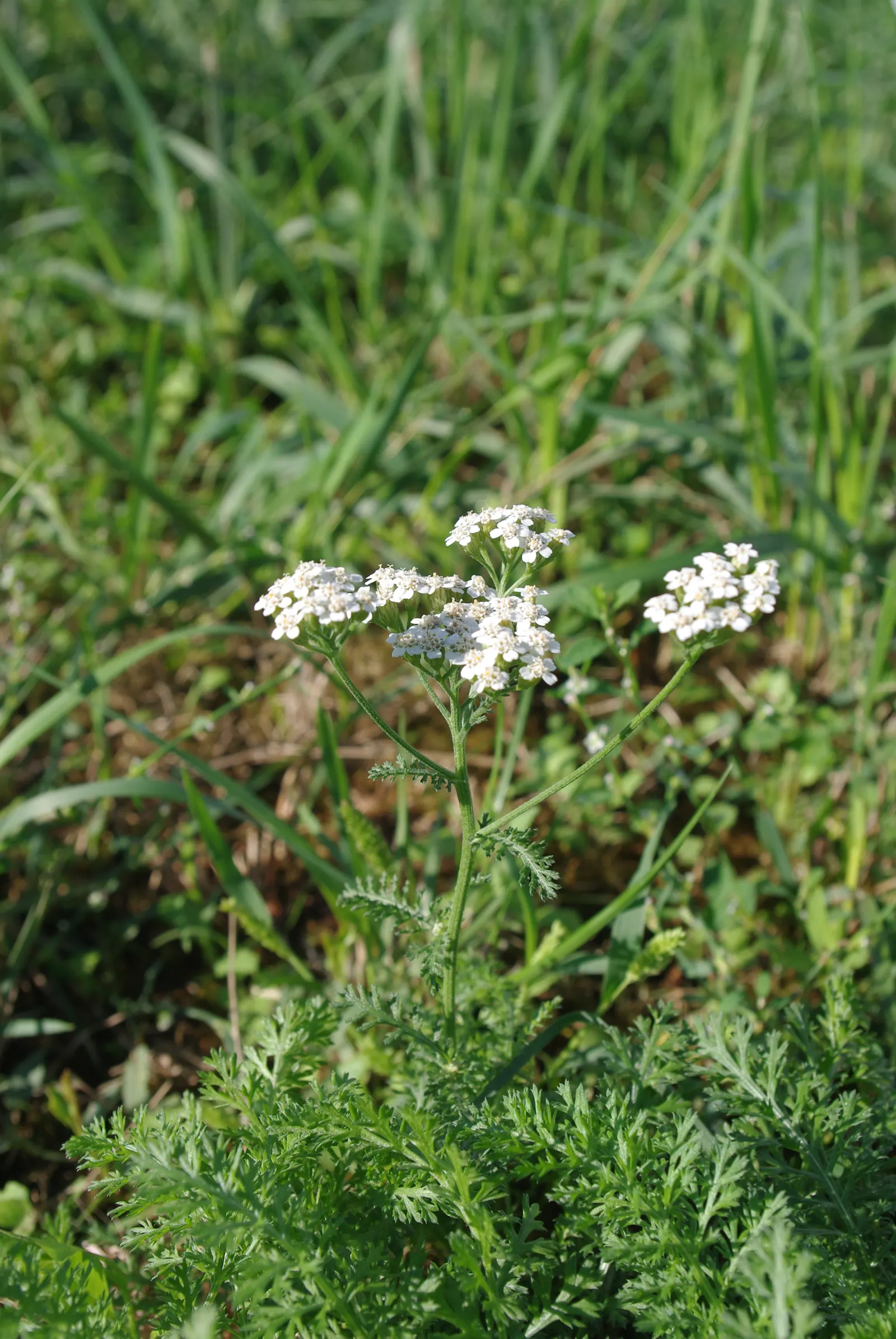 Yarrow (Achillea X Taygetea) — It is not fussy about soil conditions; these blooms can vary in hue from white to pink