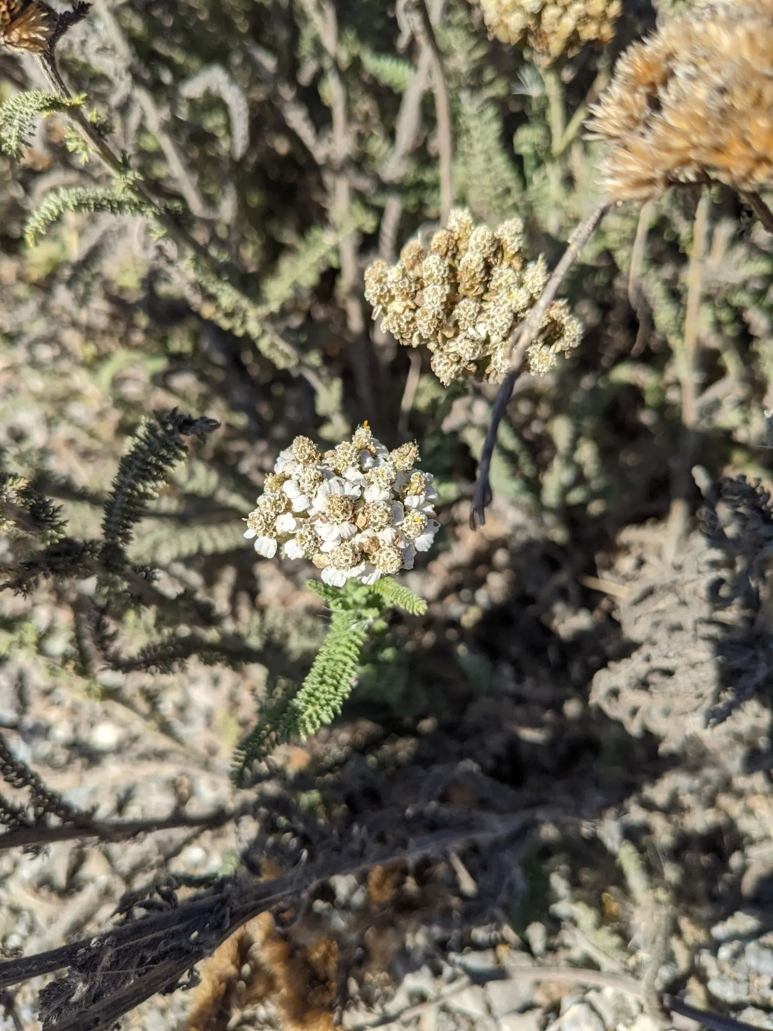 Yarrow (Achillea X Taygetea) — Thrives in full sun and well-drained soil; drought-tolerant once established; and it works exceptionally well in wildflower