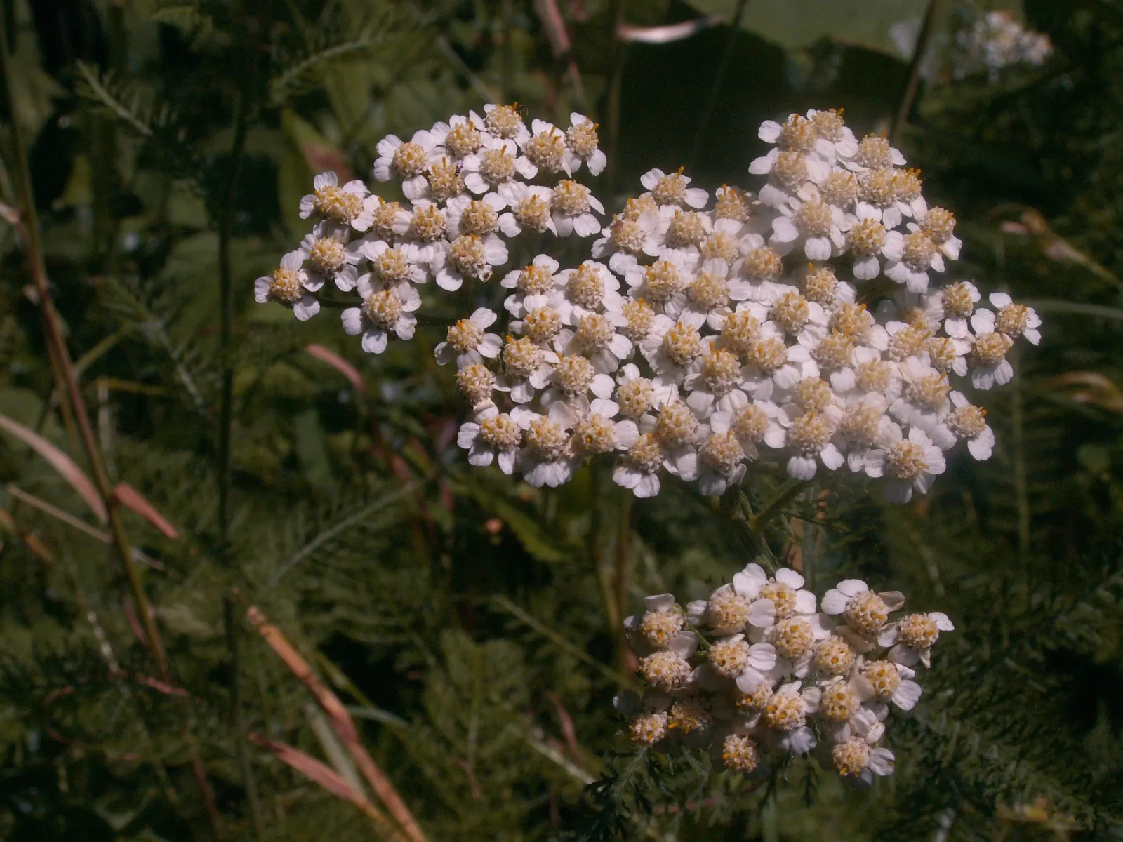 Yarrow (Achillea X Taygetea) — This hardy herbaceous plant typically reaches a height of 2 to 3 feet and spreads about 2 to 3 feet wide; thrives in full sun