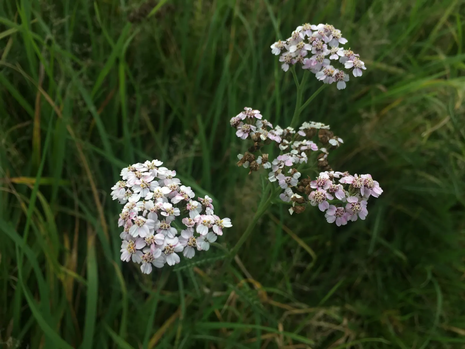 Yarrow (Achillea X Taygetea) — scientifically known as Achillea x taygetea; which heightens the ecological value of a garden