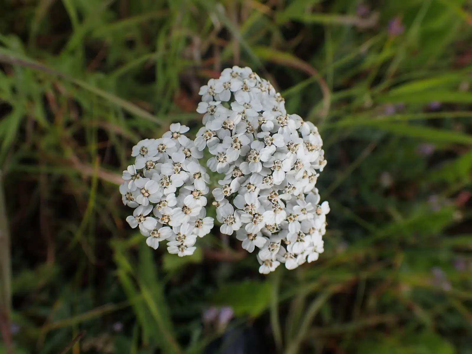 Yarrow (Achillea X Taygetea) — Ideal for borders, rock gardens, and as a ground cover; thrives in full sun and well-drained soil; drought-tolerant once